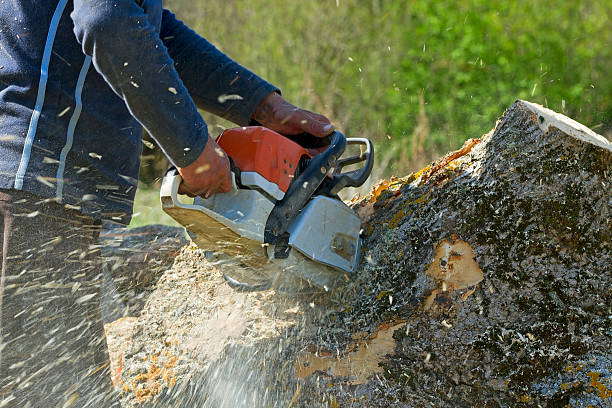 Best Residential Tree Removal  in Dothan, AL